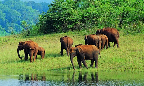 Thekkady