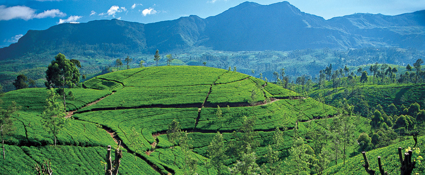 Srilanka Holiday Packages